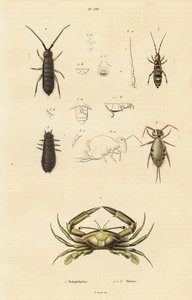 Schwimmkrabbe und Springschwänze von Unbekannter Künstler