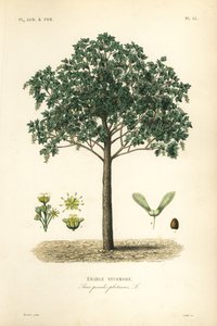 Bergahorn