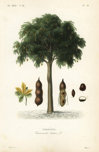 Tamarindenbaum, Tamarindus indica