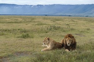 Tansania, Ngorongoro-Schutzgebiet, Löwen (Panthera leo) von Benjamin Baud