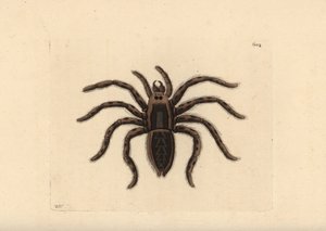 Tarantel-Wolfsspinne, Lycosa tarantula (Tarantelspinne, Aranea tarantula). Illustration gezeichnet und graviert von Richard Polydore Nodder. Handkolorierte Kupferstichgravur aus George Shaw und Frederick Nodders The Naturalist