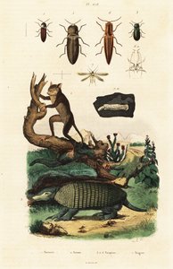 Koboldmaki, Gürteltier und Käfer (Stich) von Unbekannter Künstler