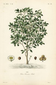 Teebaum oder Teepflanze, Camellia sinensis, Thea sinensis von Unbekannt