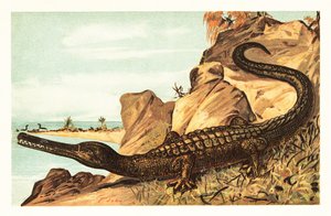 Teleosaurus cadomensis, ausgestorbene Art von Meereskrokodilen. 1908 (Lithografie)