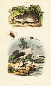 Tenrek, Storch und Bremsen, 1834-1839 (Gravur) von Unbekannter Künstler