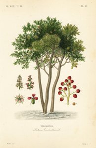 Terebinth oder Terpentinbaum, Pistacia terebinthus von Unbekannt