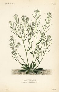Ackerschmalwand, Arabidopsis thaliana, Arabis thaliana, Arabette rameuse