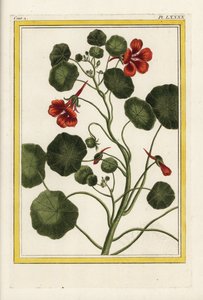 Die Kapuzinerkresse. Gartenkresse, Tropaeolum majus. Handkolorierte Radierung aus Pierre Joseph Buchoz