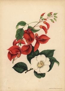 Der Hahnenkamm-Korallenbaum, Erythrina crista-galli, Einzigartigkeit; Die einzelne weißblühende Kamelie oder Japanrose, Camellia japonica, Schönheit ist deine einzige Anziehungskraft von Unbekannt