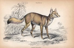 Der Korsak-Fuchs, Vulpes Corsac - Lithographie von Colonel Charles Hamilton Smith zur Illustration von „Naturalist