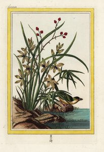 Das Elleborin von China. Helleborine-Orchidee, Cephalanthera longifolia. Handkolorierte Radierung aus Pierre Joseph Buchoz