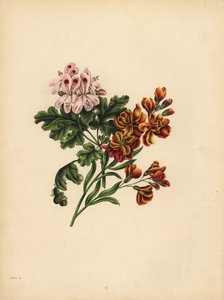 Das Helen-Geranium, Vorliebe; Die Garten-Wandblume, Treue im Unglück