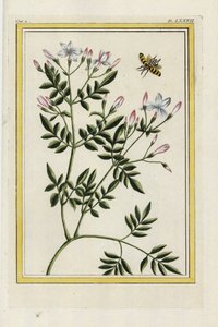 Der Spanische Jasmin. Spanischer Jasmin, Jasminum grandiflorum. Handkolorierte Radierung aus Pierre Joseph Buchoz
