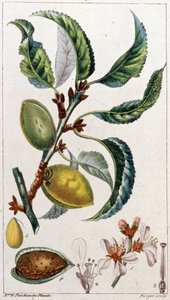 Der Mandelbaum, um 1801-1850 (Gravur) von Unbekannter Künstler