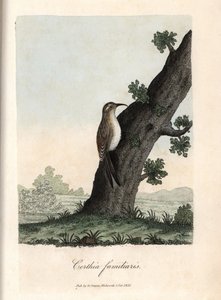 Der Kletterer der Wälder. Farbige Kupferstich von George Graves in British Ornithology von Unbekannter Künstler
