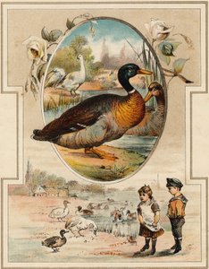 Die Ente (Illustration aus „Mon premier Grand Alphabet“) von Unbekannt