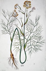 Der Fenchel, ca. 1850