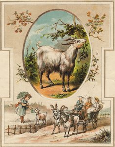 Die Ziege. Gravur in "Mein erstes großes Alphabet". Bernardin-Bechet Edition, Paris, um 1890. Illustrationen von A. des Lilleuls. Keine Seitenzahl, 46 Seiten. von Unbekannt