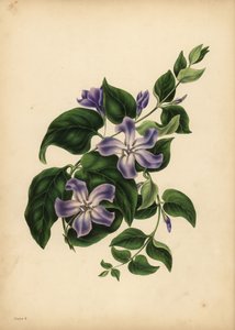Die große blaue Immergrün, Vinca major, Die Freuden der Erinnerung von Unbekannt