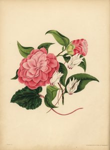 Die Myrtenblättrige Kamelie oder Japanische Rose, Schönheit ist deine einzige Anziehungskraft; Das Persische Alpenveilchen, Schüchternheit von Unbekannt