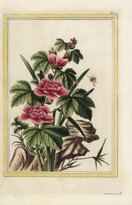 Der Purpurbaum hat fleischfarbene Blüten. Roseneibisch, Hibiscus syriacus. Handkolorierte Radierung aus Pierre Joseph Buchoz