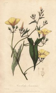 Scammonee (Convolvulus scammonia) - Illustration aus „Medical Botanical, Description of the Medicinal Plants of London, Edinburgh, and Dublin“ von John Stephenson und James Morss Churchill
