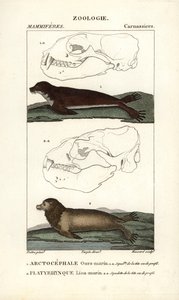 Der Seebär oder nördlicher Pelzrobbe und der Seelöwe