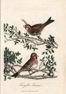 Der Sizerin oder kleine Linotte. Farbige Kupferstich von George Graves in British Ornithology