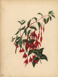 Die schlanke und kugelförmige Fuchsie, Fuchsia magellanica, Geschmack von Unbekannt