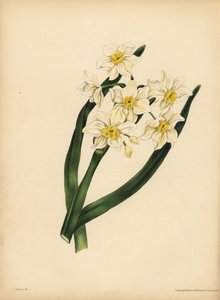 Die Schneeflocken-Narzisse, Egoismus und Selbstliebe