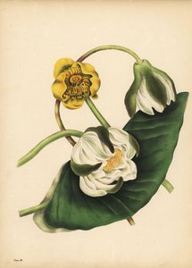 Die weiße Seerose, Nymphaea odorata, und gelbe Teichrose, Nuphar lutea, Stille von Unbekannt