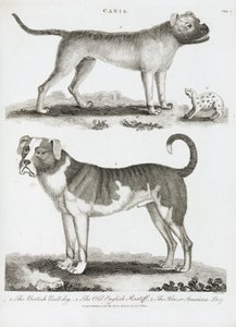 Drei Arten von Hunden