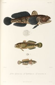 Drei Grundelarten, Schwarzes Meer
