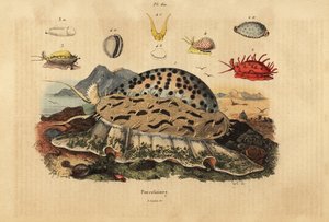 Tiger-Kaurischnecke, Cypraea tigris, Runzel-Kaurischnecke, Nucleolaria nucleus, Geld-Kaurischnecke, Monetaria moneta, und Ellatrivia merces, Porzellanschnecken von Unbekannt