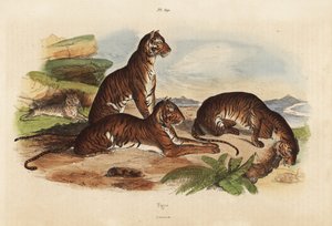 Tiger, Panthera tigris, gefährdet