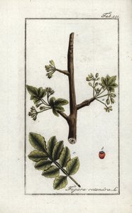 Tomentose (Elaphrium tomentosum). Lithographie aus „Afbeelding der Artseny-Gewassen“ von Johannes Zorn (1739-1799), Niederlande
