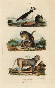 Ceylon-Makak, Rhesusaffe und Papageientaucher von Unbekannt