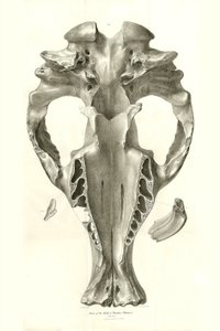 Toxodon-Kranich, ein prähistorisches Tier, das von Charles Darwin in der Nähe von Montevideo, Uruguay, während seiner Erkundungsreise an Bord der Beagle gefunden wurde. Die Zoologie der Reise der H.M.S. Beagle unter dem Kommando von Kapitän Fitzroy in den 