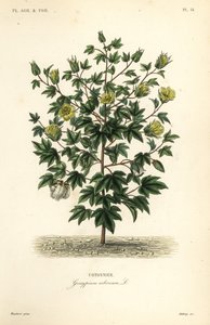 Baumwolle, Gossypium arboreum von Unbekannt