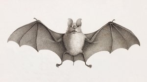 Dreizack-Hufeisenfledermaus, Fledermäuse in Ägypten von Unbekannt
