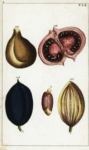 Tropische Früchte und Nüsse