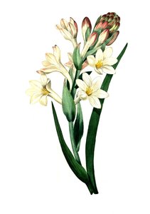 Tuberose, Agave amica (Agave polianthes), digitale Reproduktion eines Originalkunstwerks aus dem 18. Jahrhundert von Unbekannter Künstler