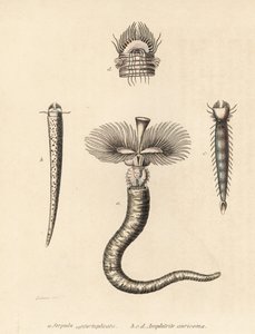 Röhrenwurm, Serpula vermicularis (Serpula contortuplicata), und Fächerwurm, Amphictene auricoma (Amphitrite auricoma). Handkolorierte Lithographie von Gebhart nach einer Illustration von Zehner aus Georg Friedrich Treitschkes Galerie der Naturgeschichte, N
