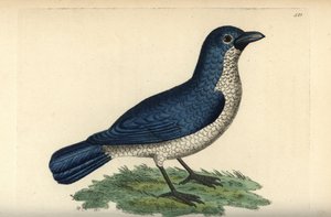 Turatis Boubou, Laniarius turatii (Blaues Würger, Lanius bicolor). Illustration gezeichnet und graviert von Richard Polydore Nodder. Handkolorierter Kupferstich aus George Shaw und Frederick Nodders The Naturalist