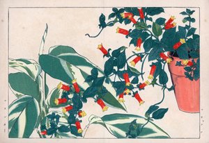 Zweifarbige Manettie im Topf und Dicadame oder Kraut mit Pfeilen. Feuerwerksrebe, Manettia bicolor, in einem Blumentopf und Pfeilwurz, Maranta arundinacea. Handkolorierter Holzschnitt aus Konan Tanigamis „Seiyou Sokazufu“ (Bildalbum westlicher Pflanzen)
