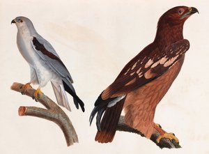 Zwei Farbabbildungen von Vögeln von Unbekannt