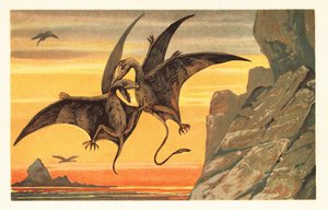 Zwei Pterodaktylen kämpfen im Flug gegen einen purpurroten Himmel. 1908 (Lithografie) von Unbekannter Künstler