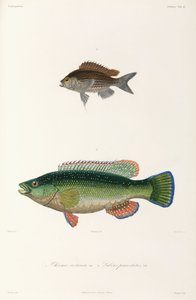 Zwei Fischarten, Schwarzes Meer von Unbekannter Künstler