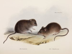 Zwei Arten von Mäusen, Südamerika, ca. 1832-1836 von Unbekannt