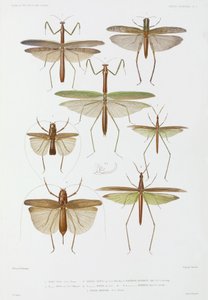 Insektenarten, Australien und Indonesien